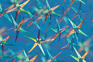 Illustration for article titled The Best Science Visualizations of the Year